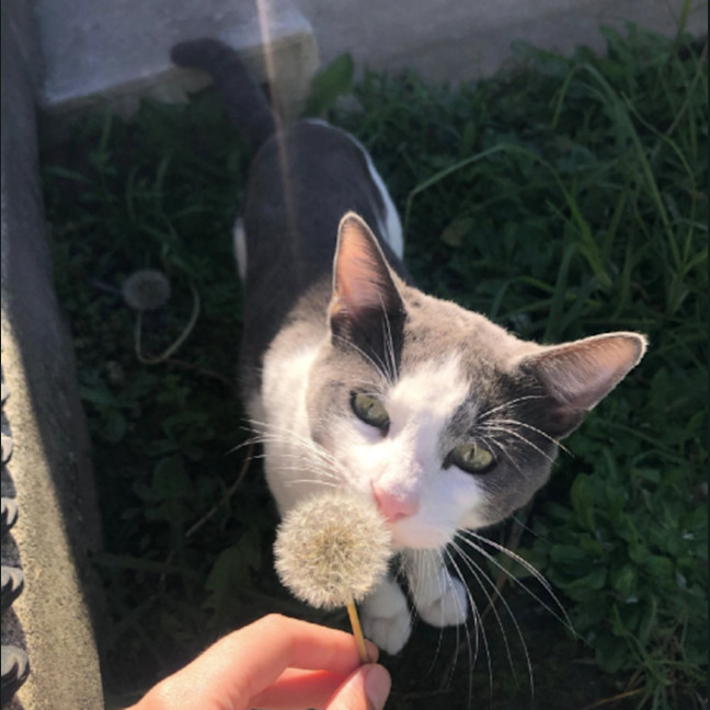 Photo of Spot