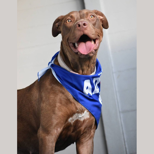 Photo of Turbo *$250 Adoption Fee*