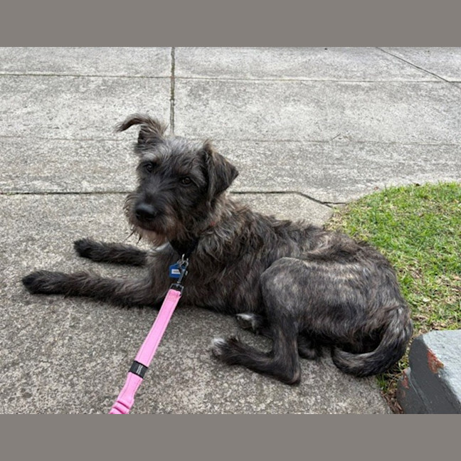 Photo of Tallulah (Loola)