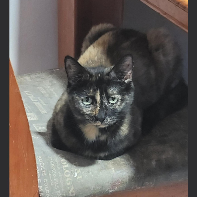 Photo of Ella *9 Lives Project Rescue*