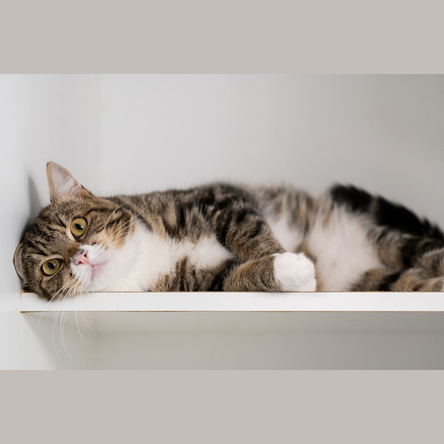 Photo of Winston