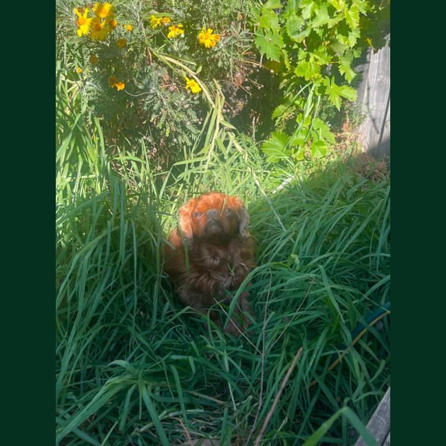 Photo of Muppet