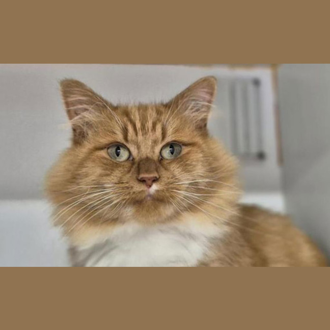 Photo of Walter