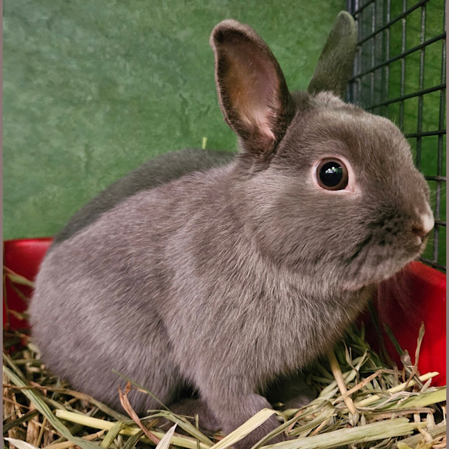 Photo of Peppercorn 