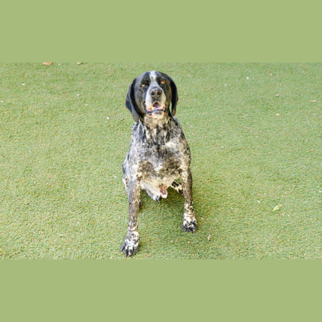 Photo of Ozzie