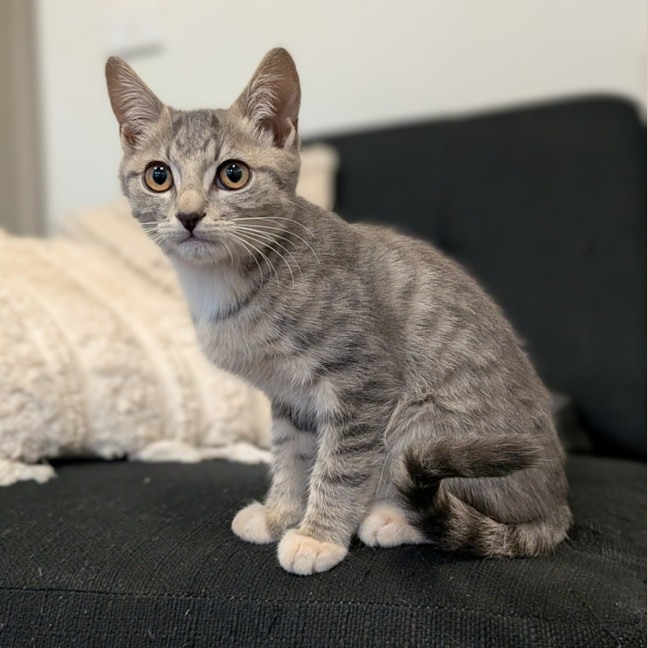 Photo of Beanz