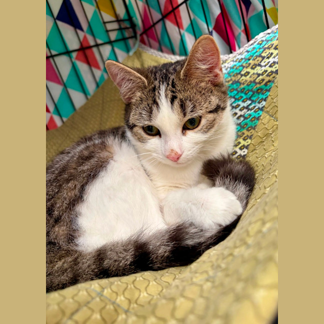 Photo of Gracie