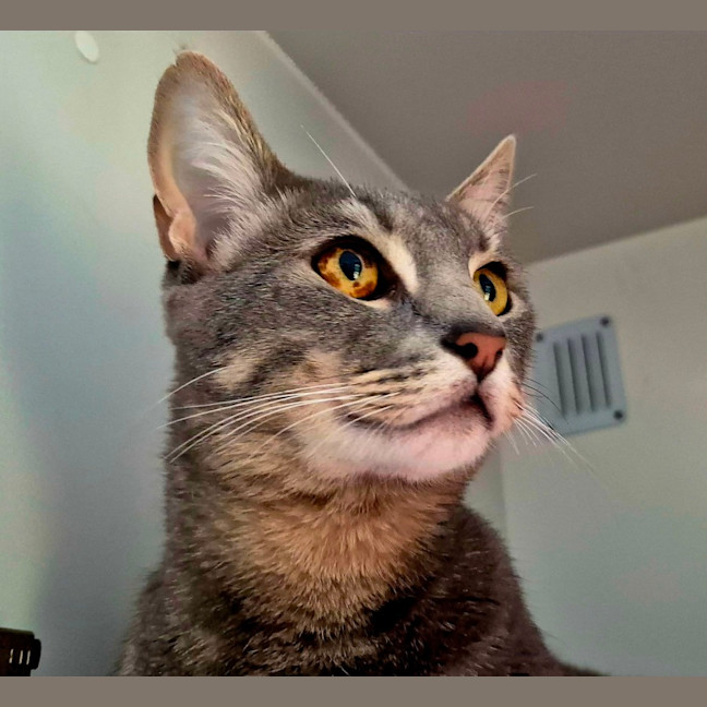 Photo of Smokey (7657)