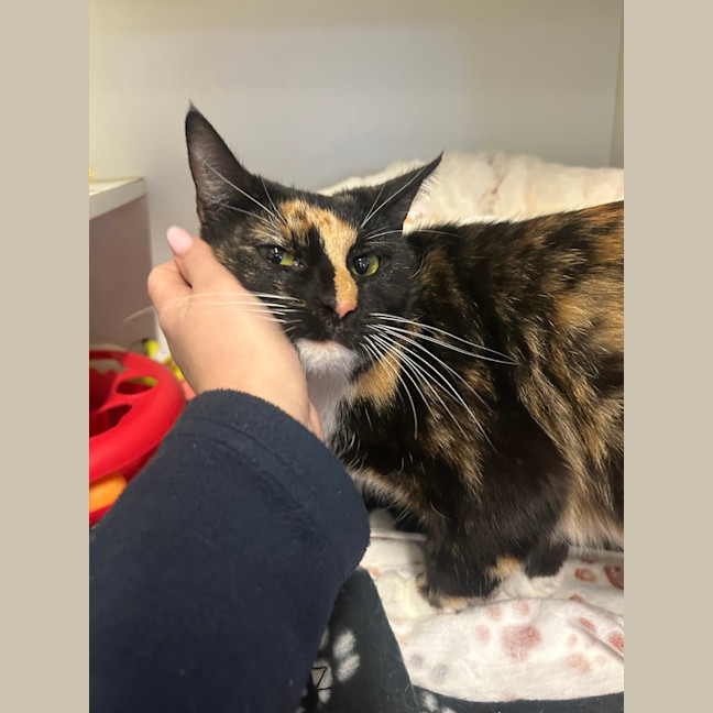 Photo of Brownie