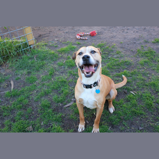 Photo of Toby