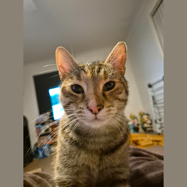 Photo of Tilly   2 Year Old Domestic Short Hair
