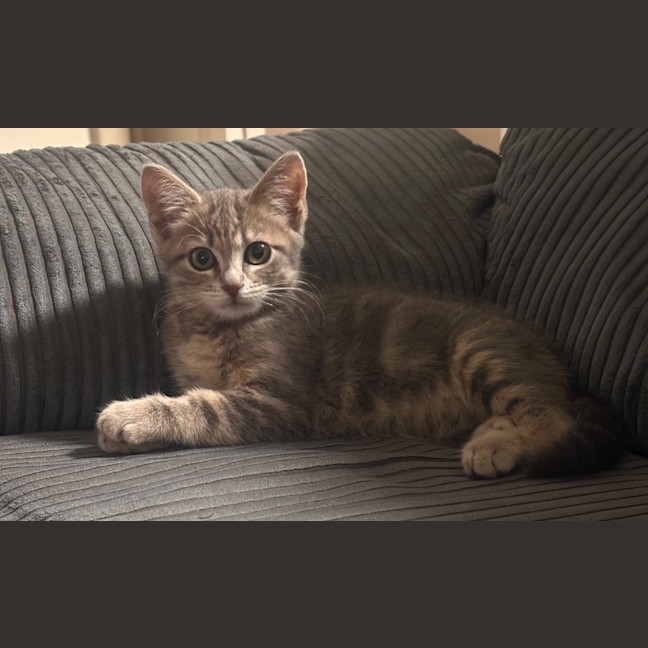 Photo of Kitty (Kale)