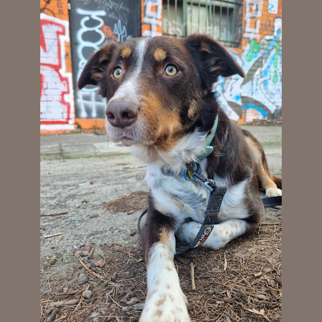 Photo of Lacey