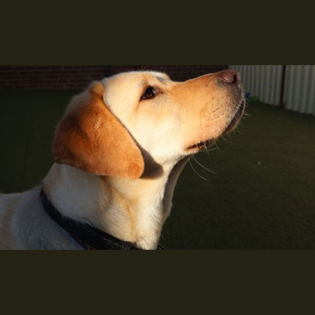 Photo of Buddy
