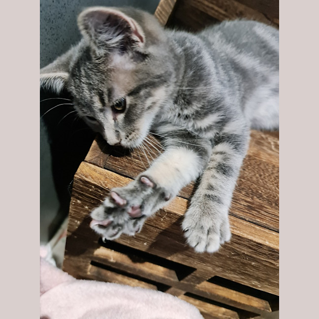 Photo of Mavis
