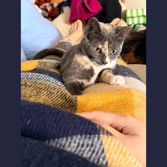 Photo of Petal