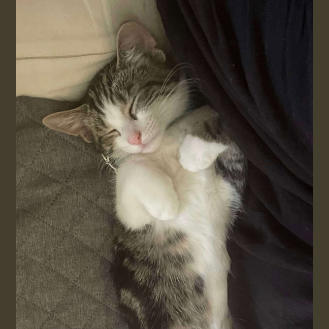 Photo of Toffee