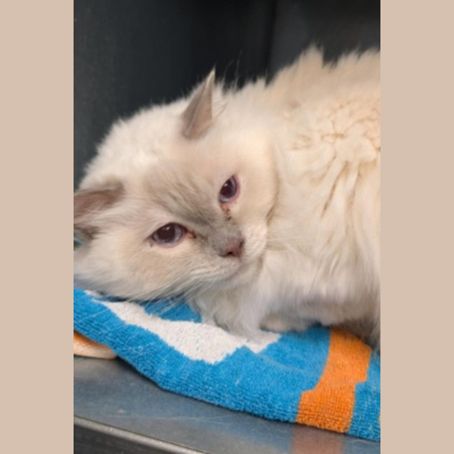 Photo of Ragustus And Ragamedes