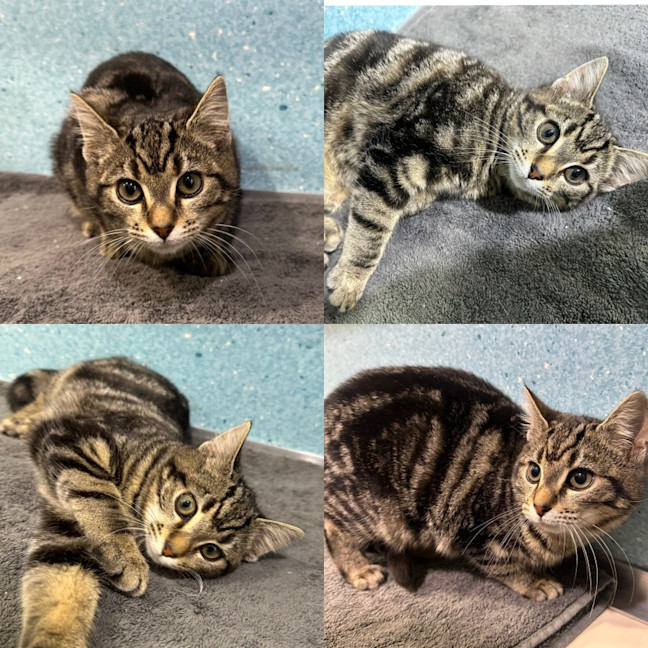 Photo of Nutmeg