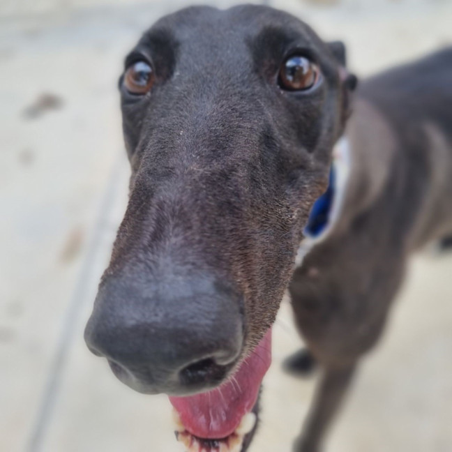 Photo of Shadow Moon