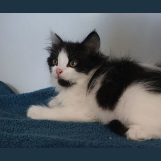 Photo of Ollie