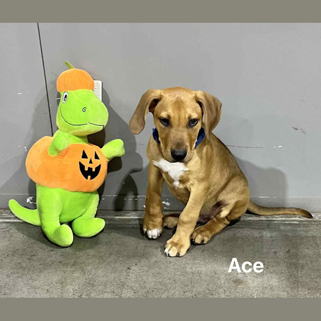 Photo of Ace