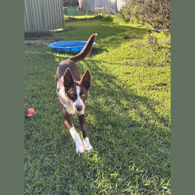 Photo of Socks