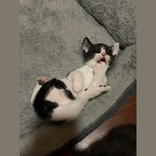 Photo of Mochi