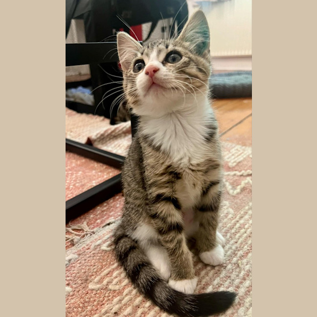 Photo of Cashmere