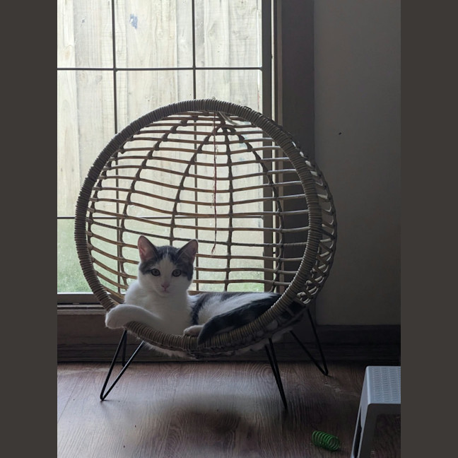 Photo of Sparky
