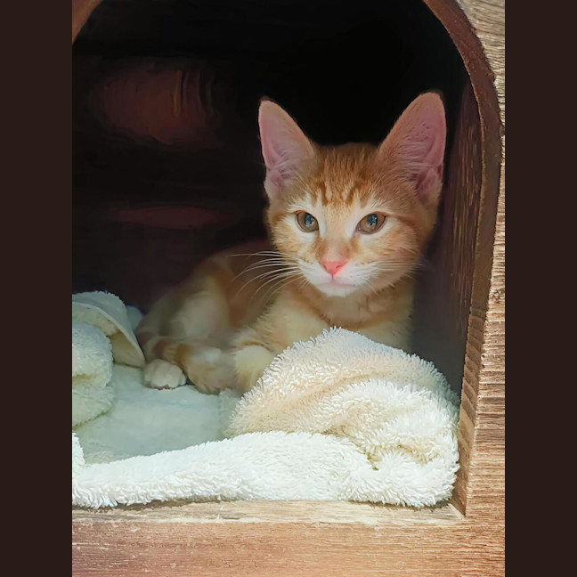 Photo of Theodore