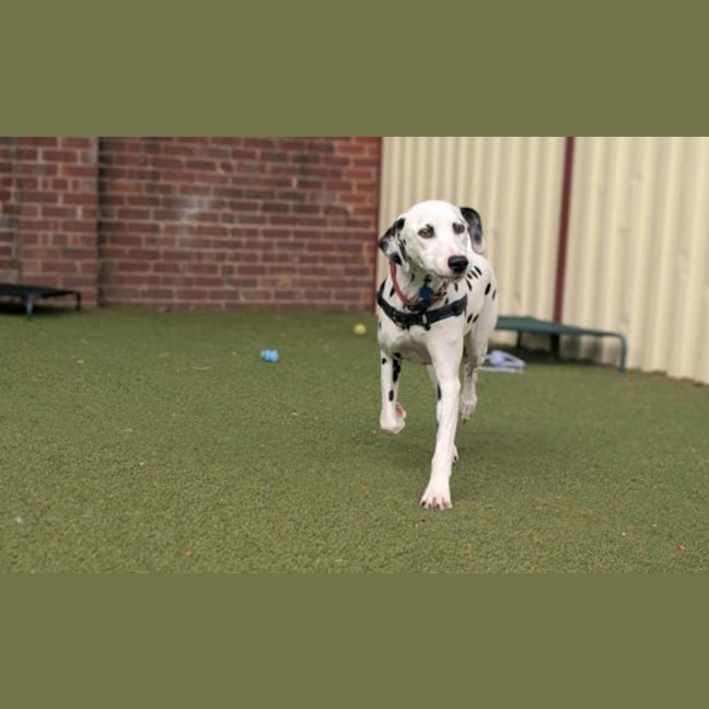 Photo of Arya