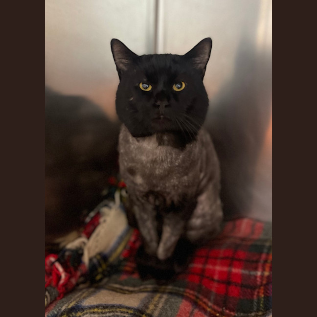 Photo of Wybie 