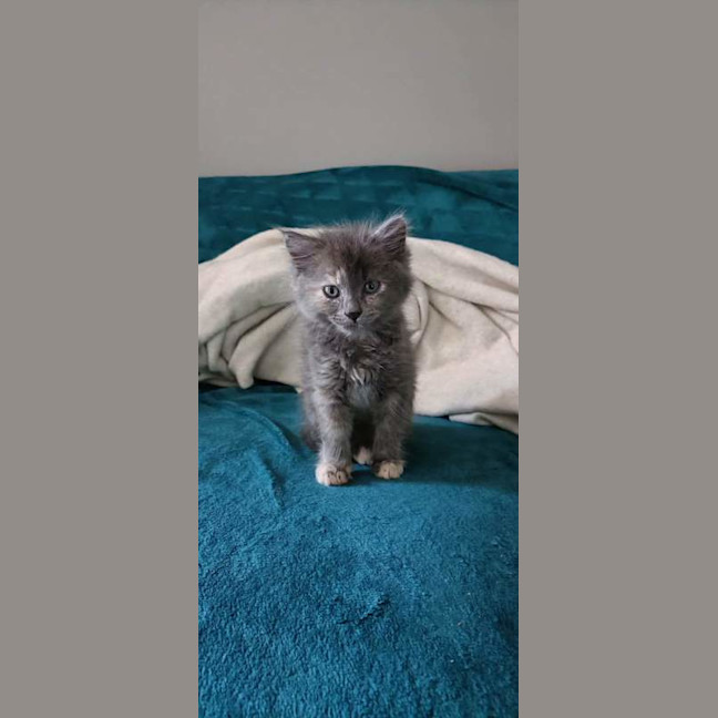 Photo of Frankie