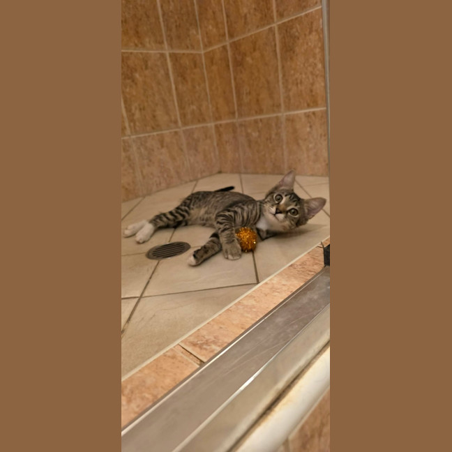 Photo of Dini