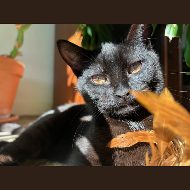 Photo of Slinky