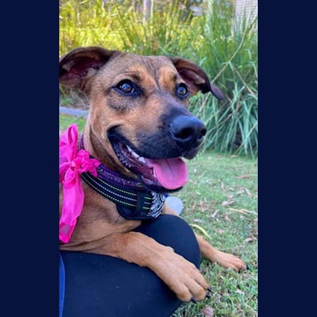 Photo of Rosie   2 Year Old Mixed Breed