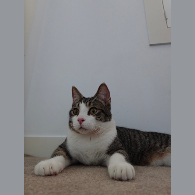 Photo of Timone