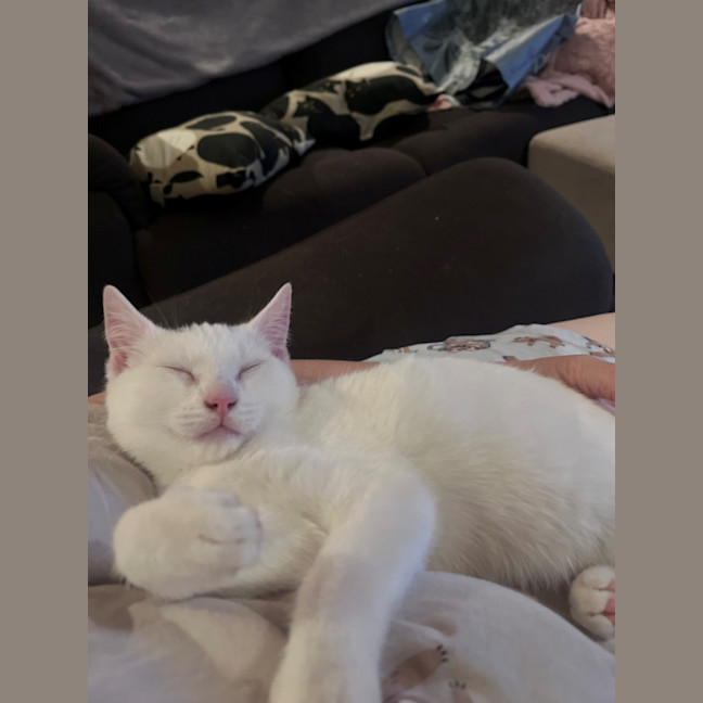 Photo of Romeo