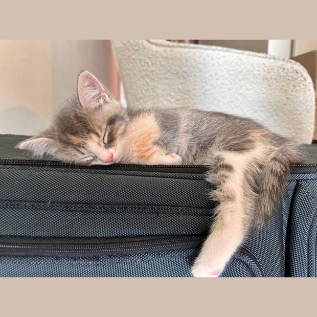 Photo of Lavender Haze