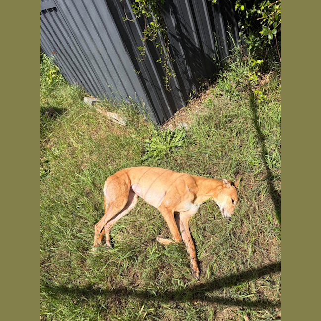 Photo of Willow, The Greyhound