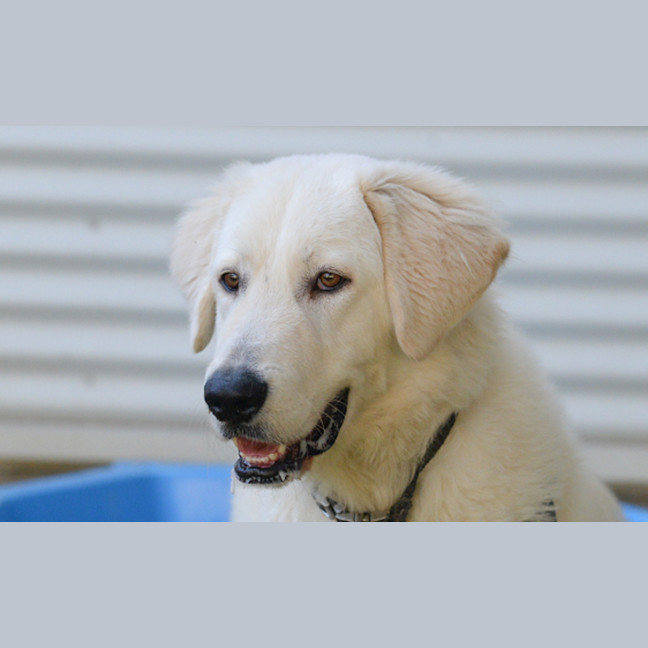 Photo of Apollo / Digby 