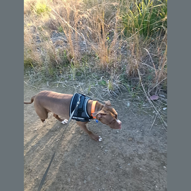 Photo of Maxie   21 Month Old Staffy X Boxer