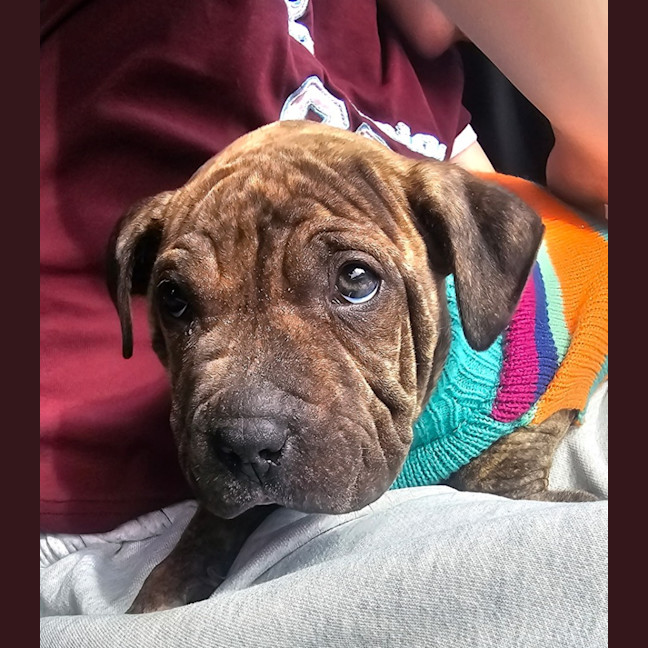 Photo of Tank