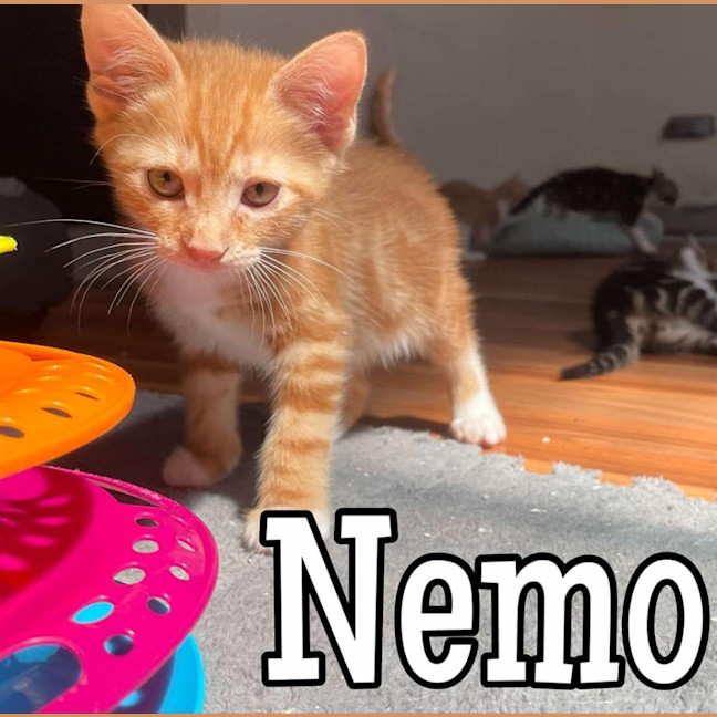 Photo of Nemo