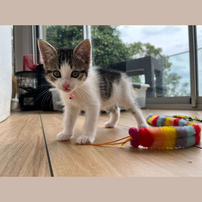 Photo of Charlie