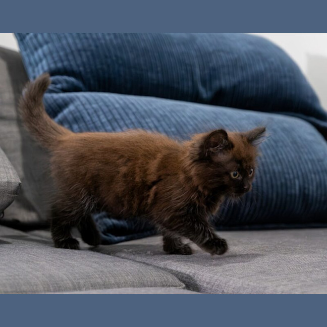 Photo of Leia