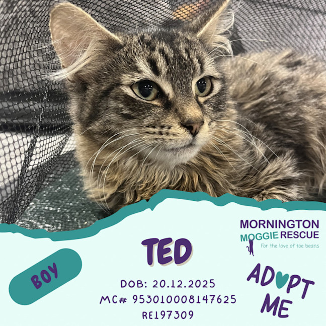 Photo of Ted