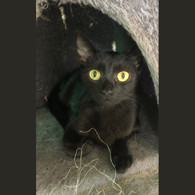 Photo of Pantha