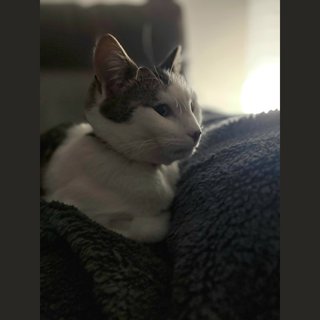Photo of Tinkerbell 